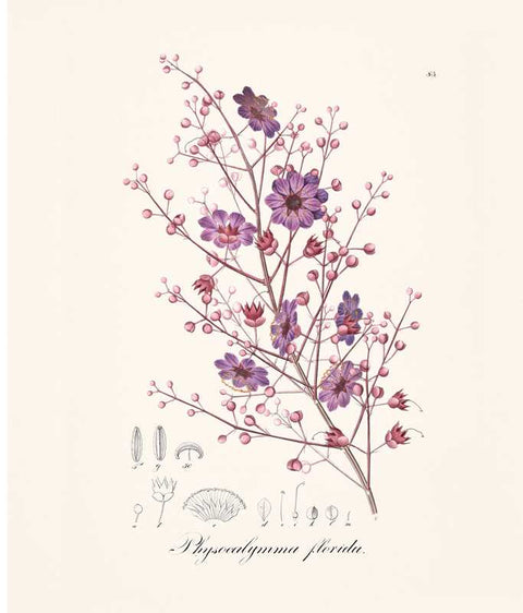 Instant Wall Art: Beautiful Botanical Prints