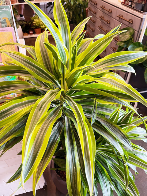 dracaena gold coast Dracaena Gold Star Cane