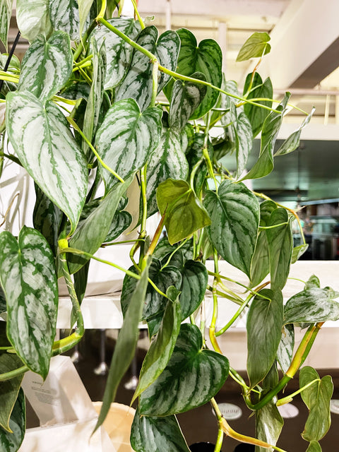 Philodendron Branditianium