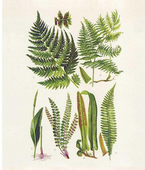Instant Wall Art: Beautiful Botanical Prints