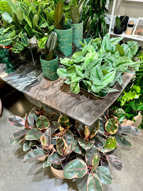indoor italian plants Vintage Mid-Century Cipollino Italian Marble Table – Jungle & Loom