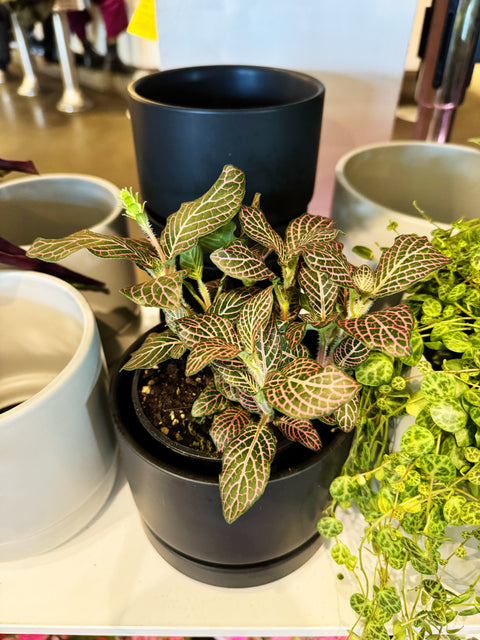 Fittonia