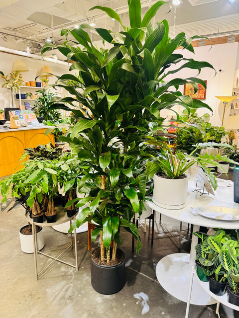 Dracaena Michiko Tip Cane