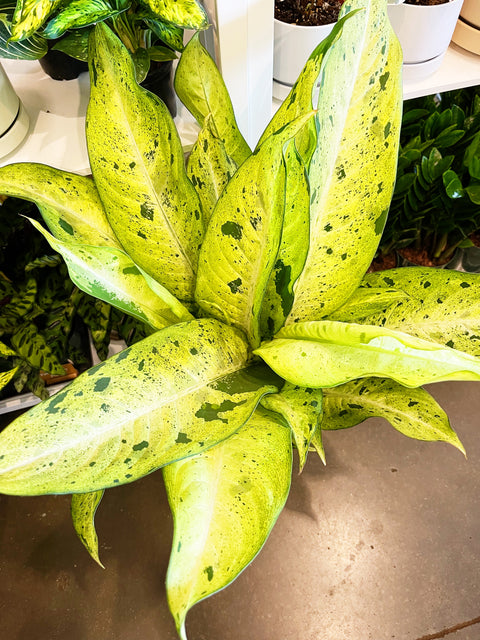 dieffenbachia camouflage pp 12275 Dieffenbachia Camouflage – Jungle & Loom