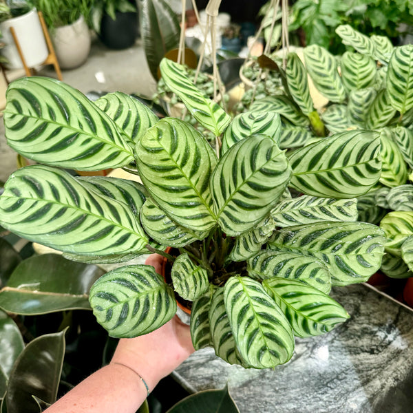 Calathea Ctenanthe Amabilis Burle Marx