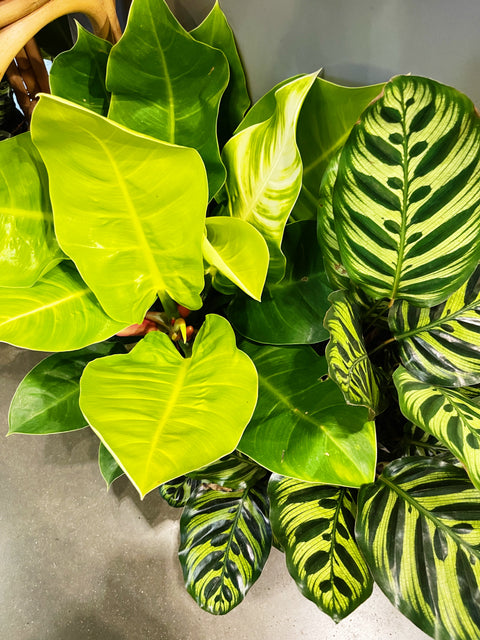 philodendron hybrid moonlight Philodendron Moonlight – Jungle & Loom