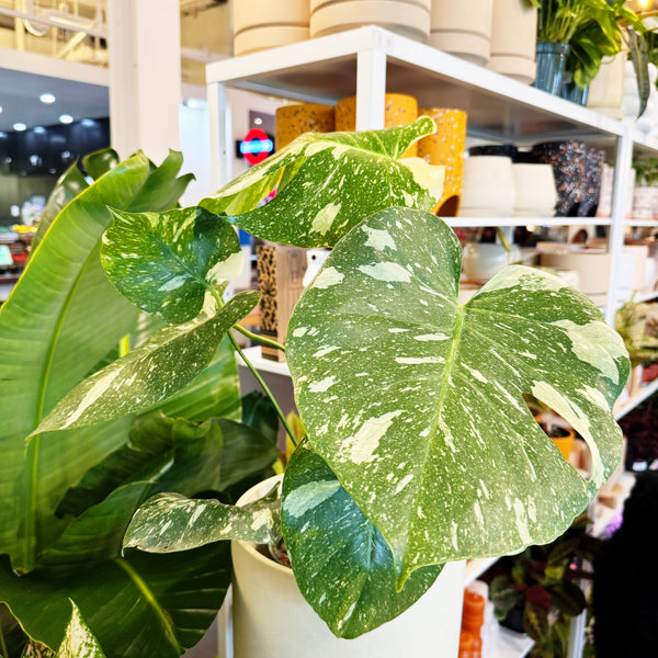 Monstera Thai Constellation  Jungle & Loom