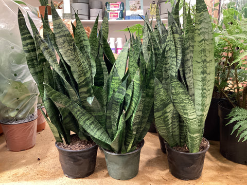 Sanseveria Robusta
