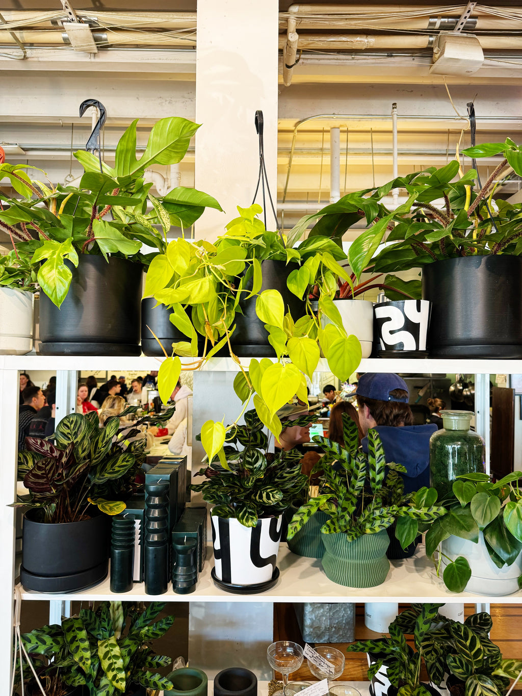 Philodendron Lemon Lime – Jungle & Loom