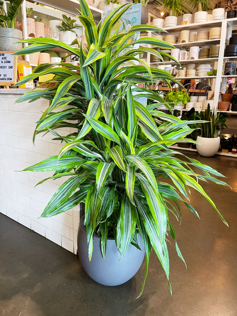 dracaena dracaena Dracaena Gold Star Cane – Jungle & Loom