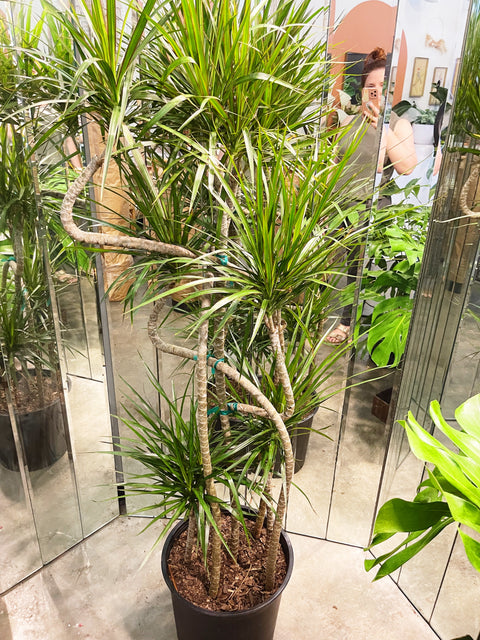 dracaena marginata houseplant Dracaena Marginata Candelabra – Jungle & Loom