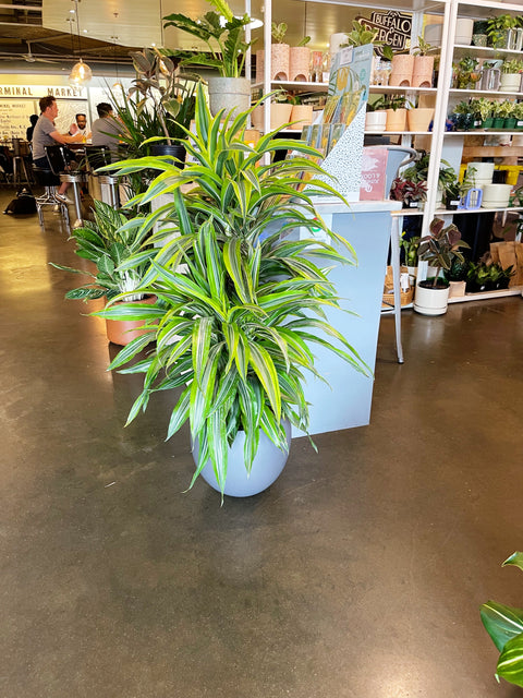 dracaena gold star indoor Dracaena Gold Star Cane