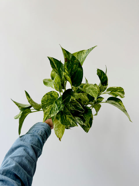 Pothos Marble Queen