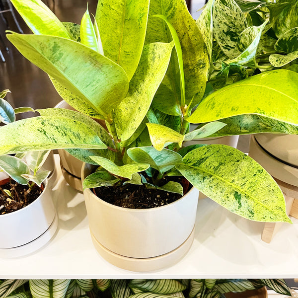Ficus Elastica Shivereana Moonshine – Jungle & Loom