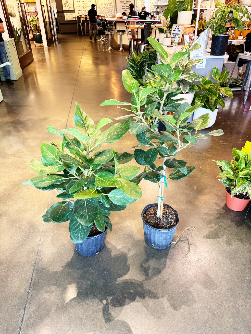 ficus audrey full grown Ficus Audrey – Jungle & Loom