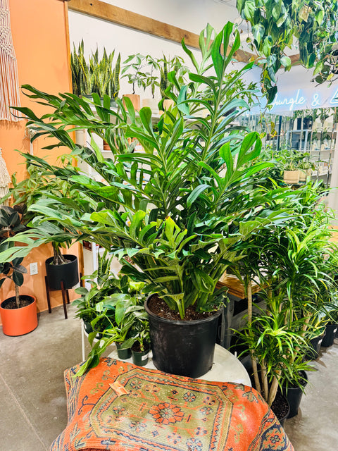 Monstera Pinnatipartita