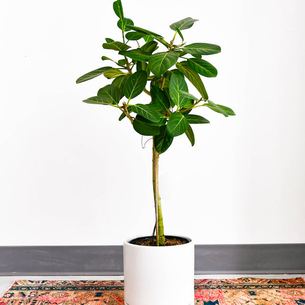 audrey ficus Ficus Audrey – Jungle & Loom