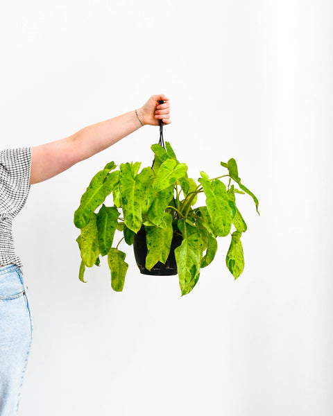 Philodendron Paradiso Verde