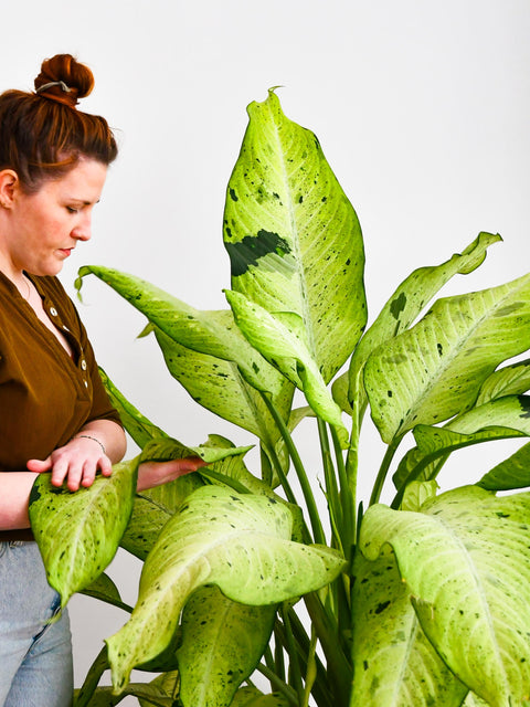 Dieffenbachia Camouflage