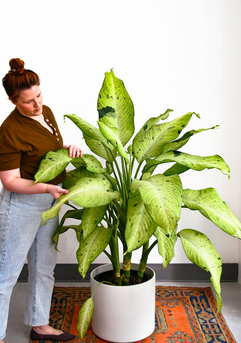 dieffenbachia camouflage toxic Dieffenbachia Camouflage