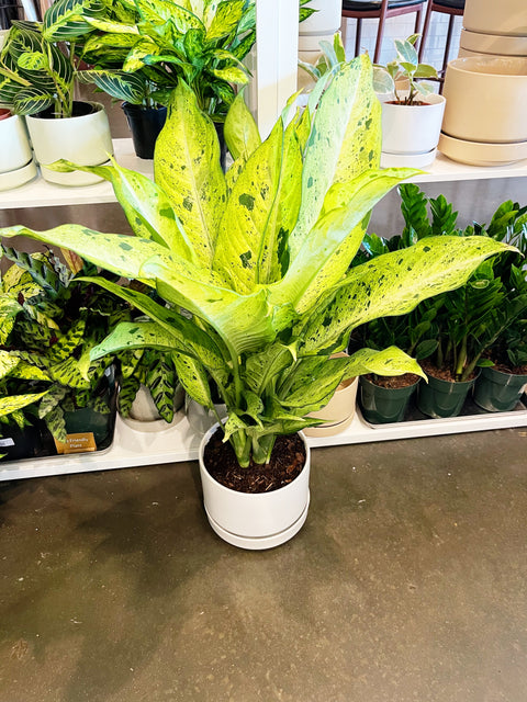 dieffenbachia chinese evergreen Dieffenbachia Camouflage – Jungle & Loom
