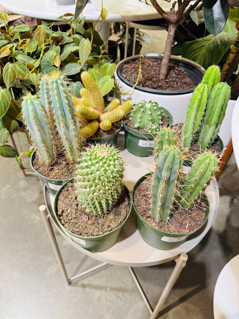 Assorted Cactus