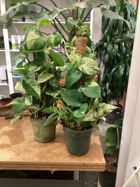 marble queen pothos on moss pole Pothos Marble Queen