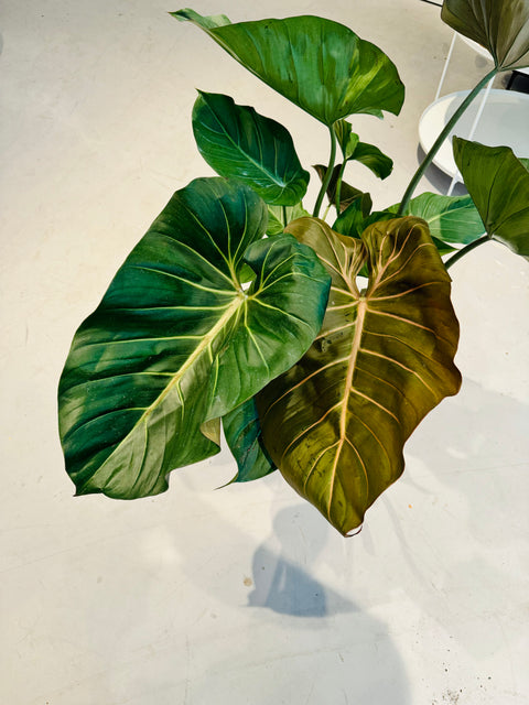 Philodendron Summer Glory