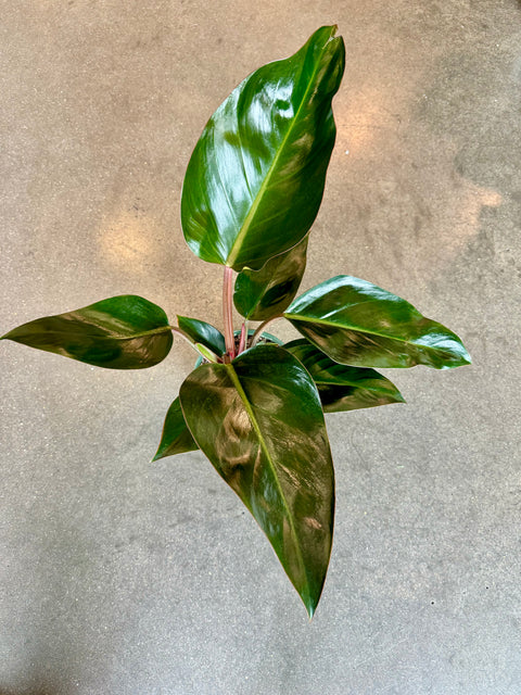 Philodendron Red Congo