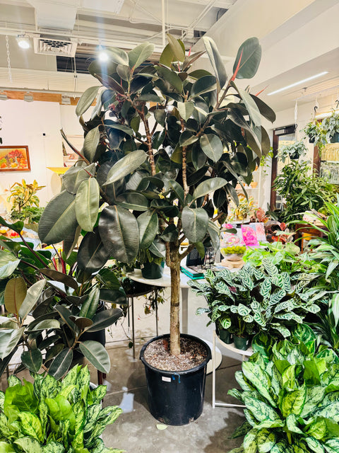 Ficus Elastica Burgundy