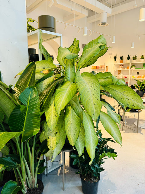 dieffenbachia camouflage care Dieffenbachia Camouflage