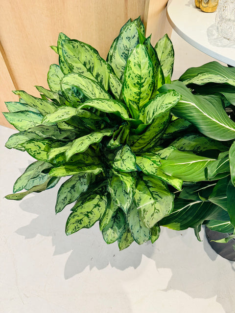 Aglaonema Primo