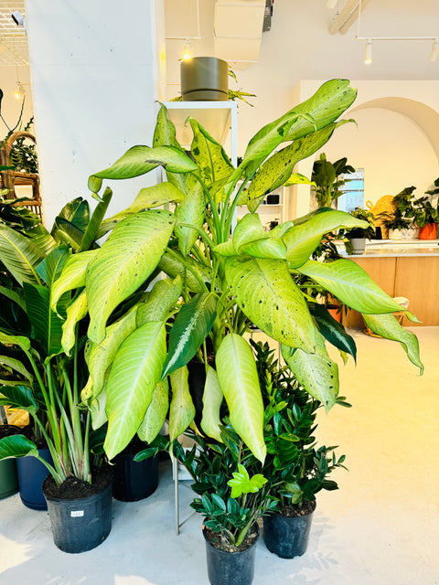 dieffenbachia army Dieffenbachia Camouflage – Jungle & Loom