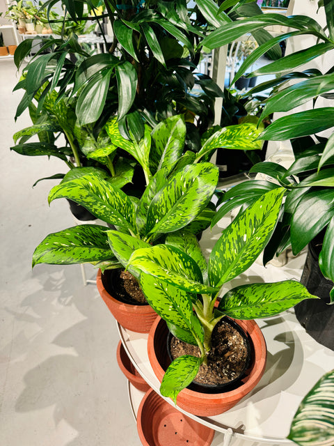 Dieffenbachia Panther