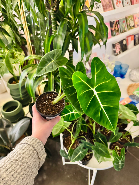 Alocasia Frydek