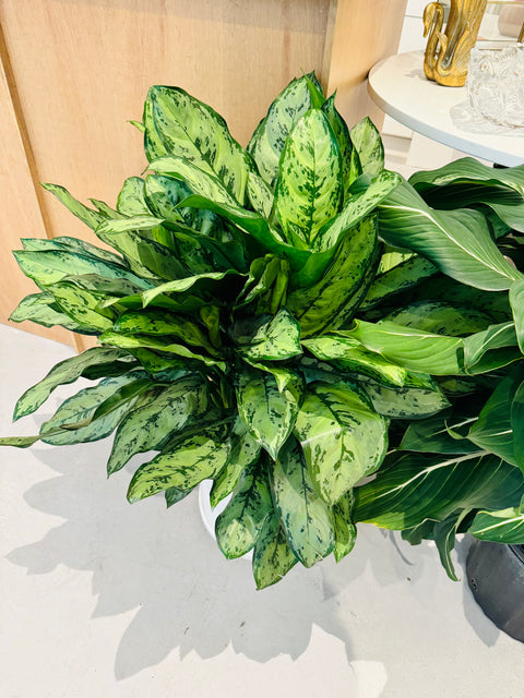 Aglaonema Primo