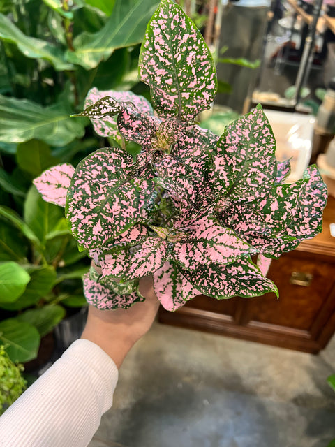 Hypoestes Polka Dot