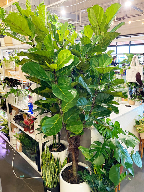 Ficus Lyrata