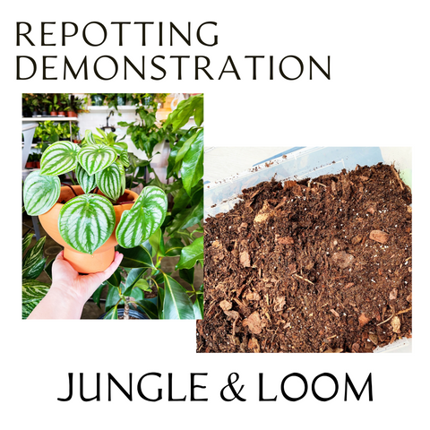 Plant Repotting Demonstration