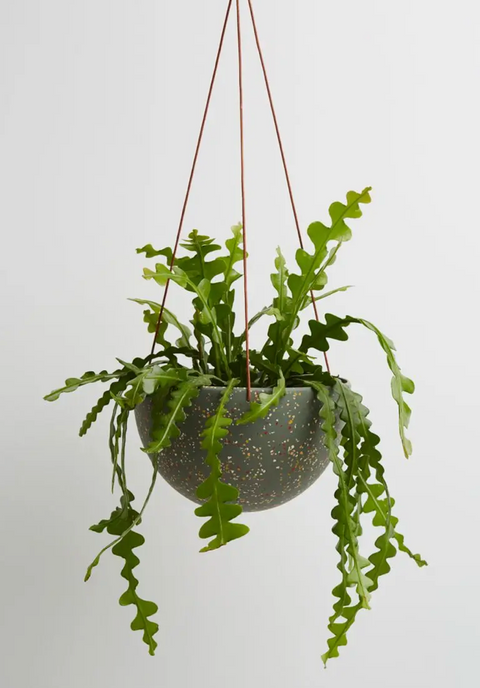 Terrazzo Dome Hanging Planter