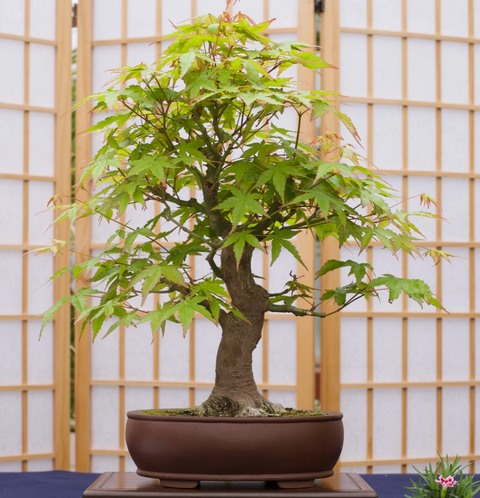 Bonsai Tree | Seed Grow Kit