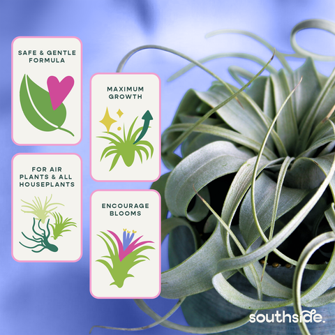 Air Plant Fertilizer Spray