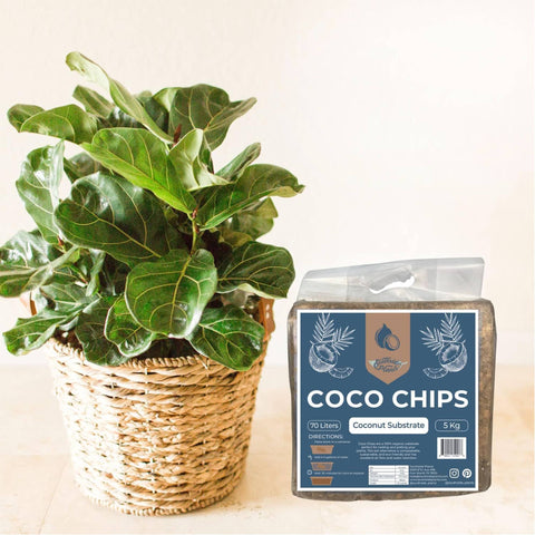 Coco Chip Chunky Houseplant Soil