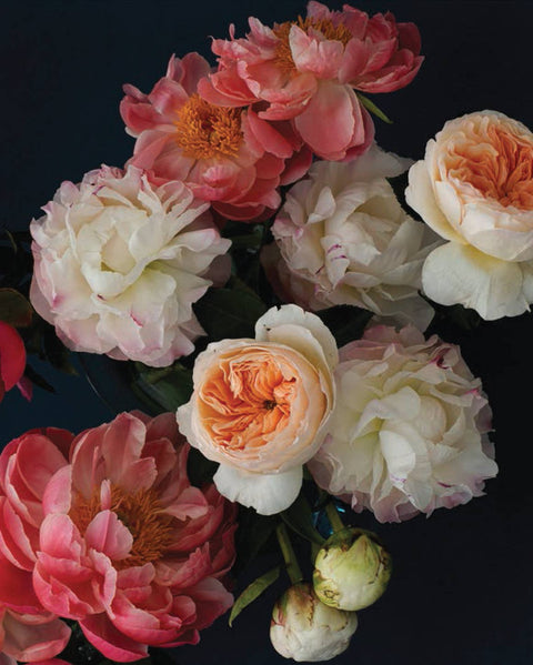 Pretty Peonies