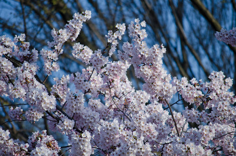 washington dc plant seeds Washington D.C. Cherry