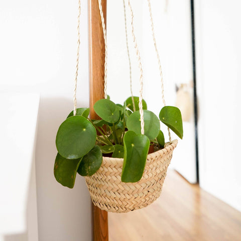 Everglades Straw Plant Hanger