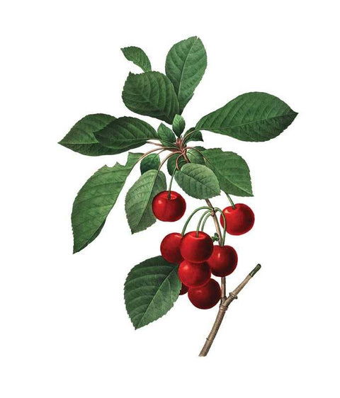 Instant Wall Art: Beautiful Botanical Prints