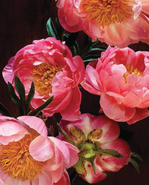 Pretty Peonies