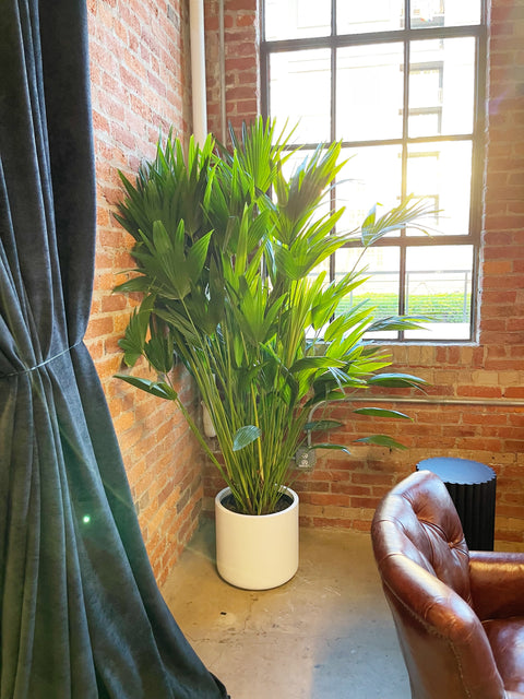 Chinese Fan Palm