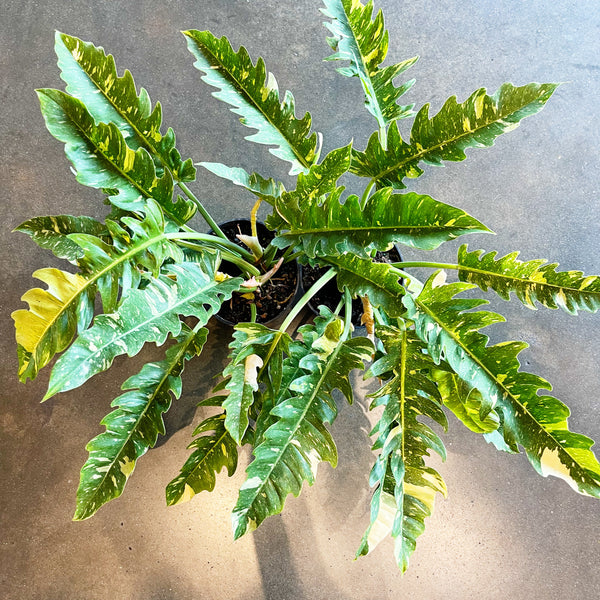 ring of fire plant philodendron Philodendron Ring of Fire – Jungle & Loom